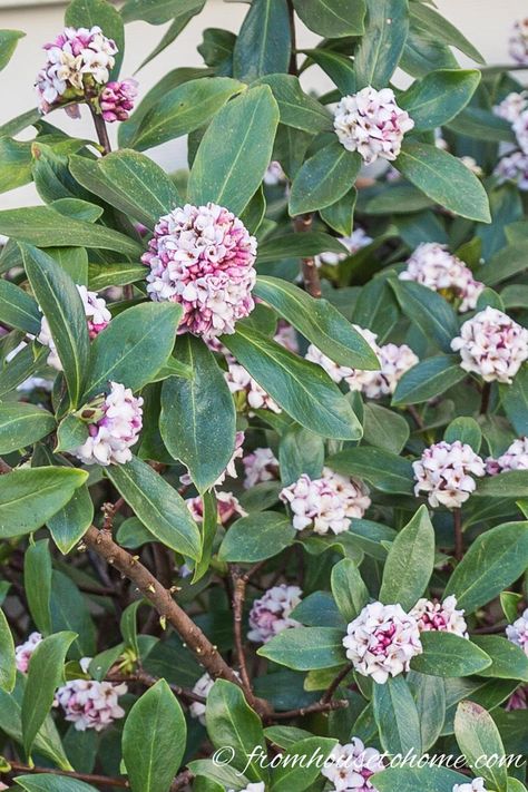 These tips on how to grow Daphne are the BEST! Now I know what to plant in the shade under the trees in my garden. I love that it is evergreen, fragrant and blooms in the winter! Definitely pinning! Potted Outdoor Plants, Daphne Bush, Daphne Shrub, Daphne Plant, Small Evergreen Shrubs, Shade Loving Shrubs, Plants Under Trees, Yard Plants, Plant Names