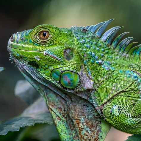 Different Types Of Animals, Green Iguana, Green Animals, Panama Canal, Animal Reference, Creature Drawings, Types Of Animals, Animal Drawing, Animal References