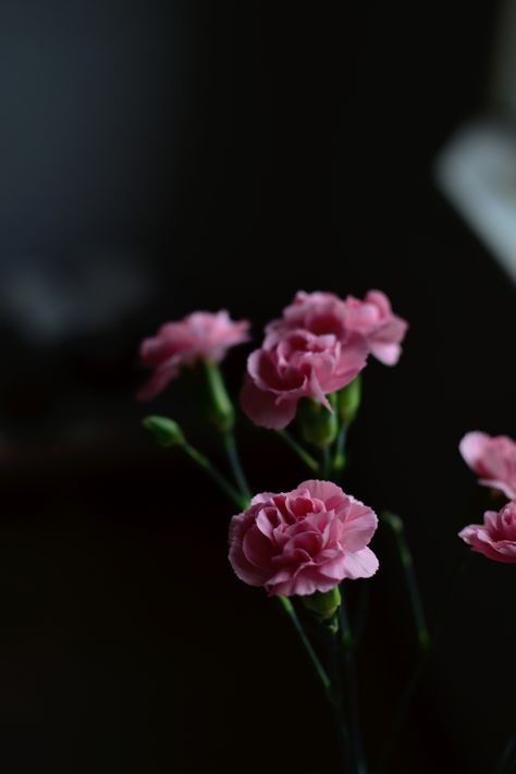 Carnation Wallpaper, Wallpaper Calming, Rose Pic, Dianthus Caryophyllus, Pink Carnations, Book Flowers, Flower Landscape, Flower Background Wallpaper, Floral Photography