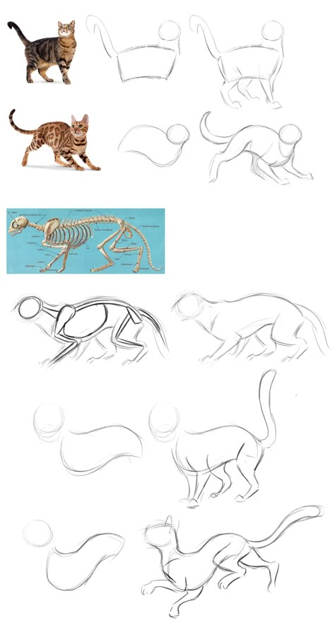 Draw Cats, Cat Drawing Tutorial, Cats Art Drawing, Cat Anatomy, Warrior Cat Drawings, Cat Sketch, 강아지 그림, Types Of Cats, Warrior Cats Art