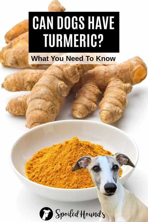 Can dogs have turmeric? Keep your dog safe and find out what you need to know about turmeric for dogs including the fresh root, spice powder, paste, capsules, pills, supplements, and more. Tumeric For Dogs, Turmeric For Dogs, To Remove Facial Hair, Animal Treats, Holistic Pet Care, Food Resources, Turmeric Health Benefits, Fresh Turmeric, Natural Food Coloring