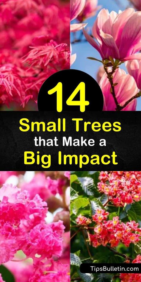 Utilize as much space possible in tiny yards by planting a small tree like the crabapple, crape myrtle, redbud, or other flowering trees. Small trees have the loveliest blooms in early spring and vibrant fall color that turns your front yard into the prettiest on the block. #small #trees #yard Flowering Trees In Pots, Good Front Yard Trees, Small Landscaping Trees Near House, Front Yard Landscaping With Tree In Middle, Small Flowering Trees Front Yards, Colorful Landscape Front Yard, Ornamental Trees Front Yards, Tiny Front Yard Ideas, Tree Placement In Backyard