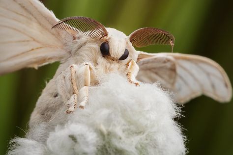 Venezuelan Poodle Moth, Fluffy Moths, Cute Moths, Silkworm Moth, Poodle Moth, Bombyx Mori, Silk Moth, Moth Species, Cute Moth