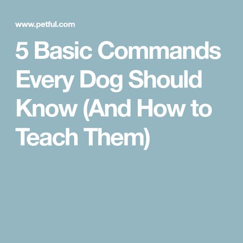 5 Basic Commands Every Dog Should Know (And How to Teach Them) Dog Commands, Good Citizen, Positive Behavior, Happy Dogs, Pinterest Board, Improve Yourself, How To Use, Step By Step, Make Your