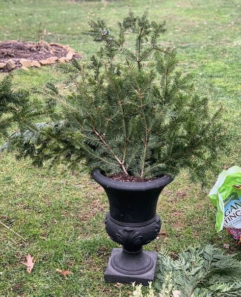 Winter gardening with outdoor planters is a great way to satisfy that craving while decorating for the holidays. Check out this easy and quick classic and simple front porch Christmas decoration on a budget. Decoration On A Budget, Simple Front Porch, Winter Containers, Outdoor Urns, Front Porch Planters, Christmas Urns, Outdoor Christmas Planters, Winter Gardening, Holiday Planter