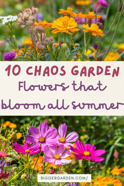 Top 10 Flowers for a Thriving Chaos Garden That Blooms All Season Long | Bigger Garden Cheap Flower Garden Ideas, Planting Wild Flowers Garden Ideas, Wild Flower Garden Ideas Landscapes, Best Flowers To Plant In Spring, Small Wild Flower Garden, Wild Flower Types, Best Wildflowers To Grow, Flowers That Bloom In June, Best Filler Flowers