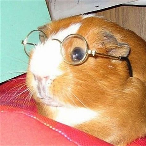 After all of nature so far has unfolded, here you are, a part of it. | Instagram Animals In Glasses, Animals Wearing Glasses, Animals With Glasses, Guinea Pig Breeding, Pet Rabbit Care, Pet Rabbits, Guinea Pig Bedding, Baby Guinea Pigs, Rabbit Care