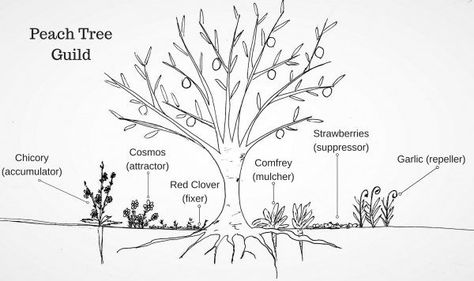 Portage Garden, Fruit Trees Garden Design, Fruit Tree Guild, Tree Guild, Tree Garden Design, Edible Forest, Seed Exchange, Fruit Tree Garden, Food Forest Garden