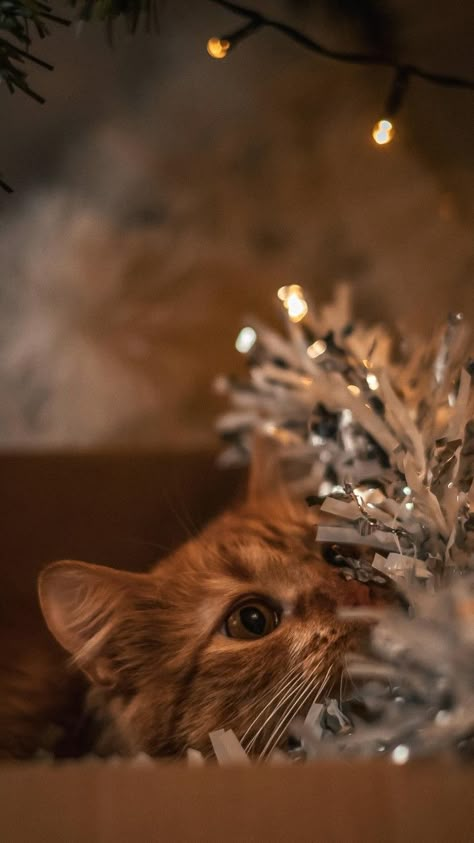 Christmas Cat Wallpaper Iphone, Christmas Cat Wallpaper, Christmas Lights Wallpaper, Happy And Content, Christmas Poses, Christmas Card Illustration, Instagram Feed Planner, Christmas Dreaming, Beautiful Profile Pictures