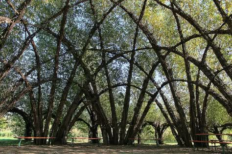 Massive Willow Dome by Marcel Kalberer at Schlepzig; photo by ilurch, via Flickr Living Willow Structures, Willow Dome, Willow Structures, Living Structures, Black Willow, Living Willow, Living Architecture, Architectural Structure, Organic Structure