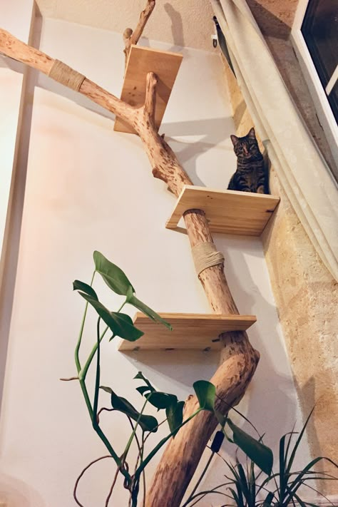 Rustic Cat Tree, Cat Climbing Wall Aesthetic, Cat Wall Furniture Ideas, Cat Wall Aesthetic, Driftwood Cat Tree, Cats Playground, Diy Cat Shelves, Katt Diy, Cat Climbing Wall