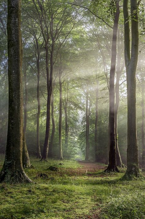 Photos Black And White, Image Nature, Foto Tips, Green Forest, Alam Yang Indah, Nature Landscape, Scottish Highlands, Nature Aesthetic, In The Forest