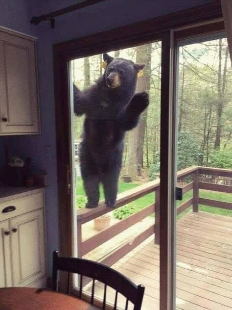 Silly Bear, Black Bears, Bear Photos, Funny Bears, Bear With Me, Bear Bear, Bear Pictures, Silly Animals, Animal Photos