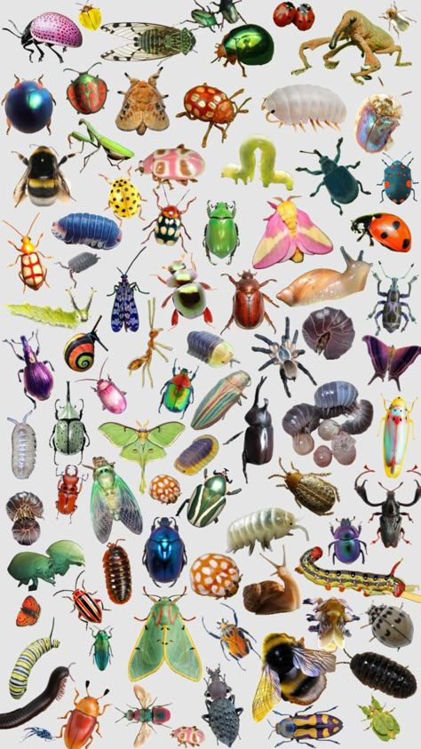 Bug Photos, Bug Reference, Colorful Bugs, Aesthetic Bug, Bugs Aesthetics, Colorful Bugs Insects, Pretty Bugs, Cute Bugs, Bug Wallpaper