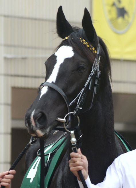 Black Thoroughbred, Horse Thoroughbred, Facial Markings, Horses Beautiful, Cowgirl Stuff, Pinto Horse, American Saddlebred, Horse Photo, Horse Pics