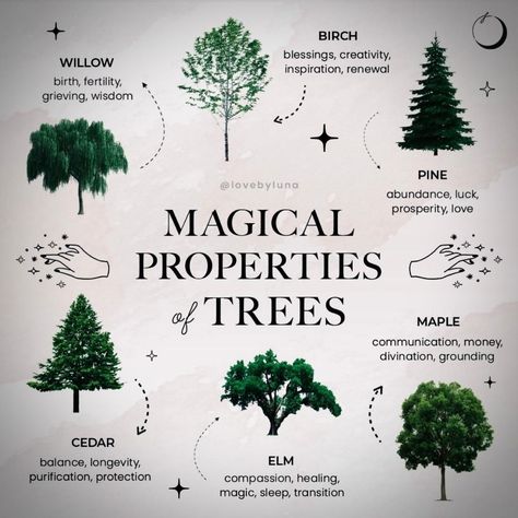 Standing Spruce on Instagram: “These magic trees you can find almost anywhere. These trees are safe alternatives to burning Sage in your home, Traditional living and…” Tree Meanings, Magical Trees, Fertility Health, Magical Tree, Witch Spirituality, Wiccan Spell Book, Jar Art, Herbal Magic, Green Witch