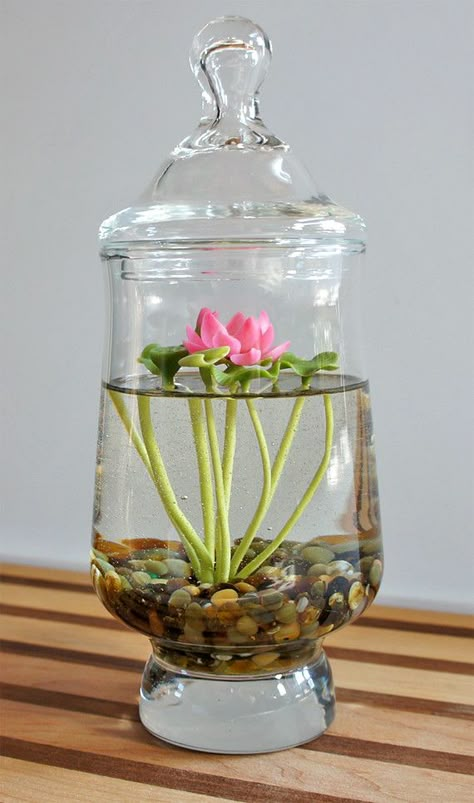 Indoor Water Lily, Indoor Lotus Plant, Lotus Diy Decor, Lotus Terrarium, Lotus Indoor, Easy Terrarium, Plant In Water, Water Terrarium, Plants Grown In Water