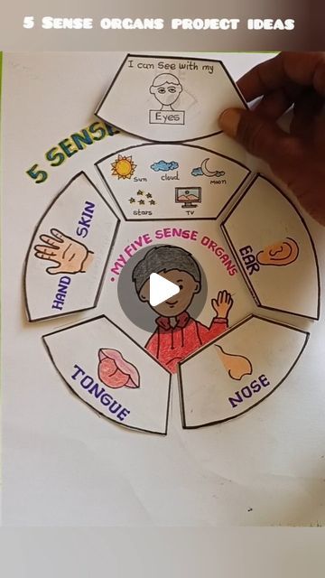 5 Sense Organs Project, Tlm For Special Education, 5 Senses Projects For Kids, 5 Senses Project, Student Project Ideas, Science Project For Kindergarten, Sense Organs Drawing, Sense Organs Project, Evs Tlm For Primary Classes