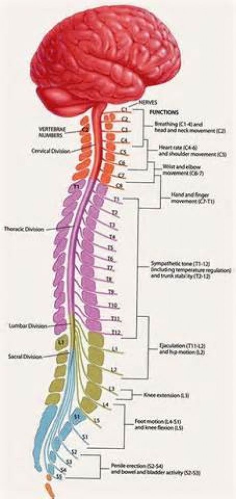 The spinal cord is a long cable-like structure made up of hundreds of nerve fibers, which is approximately 17 inches (42 cm) long. Spinal Cord Diagram, Sistem Saraf, Medical Anatomy, Nursing Tips, Diagram Design, Draw Picture, Nursing Study, Medical Knowledge, Spinal Cord