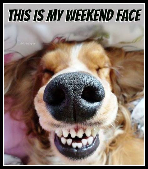 This Is My Weekend Face...Haha! M! Thank you! I'm smiling so hard over here. Nothing better then a morning smile. ;)) xx Saturday Memes, Saturday Humor, Smile Dog, Good Morning Funny Pictures, Happy Weekend Quotes, Friday Quotes Funny, Weekend Quotes, Funny Good Morning Quotes, Morning Quotes Funny