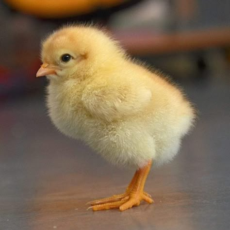 Baby Chicks Photography, Pollo Animal, Pet Chickens Breeds, Chickens Breeds, Aesthetic Chicken, Cute Animal Wallpapers, Pets Illustration, Chicken Aesthetic, Farm Pets