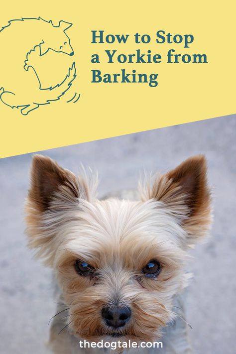 Yorkie Training Tips, Yorkie Terrier Haircuts Female, Short Yorkie Haircut, Silver Yorkie, Dorkie Pup, Grooming Yorkies, Yorkie Puppy Training, Yorkie Puppy Care, Yorkie Training