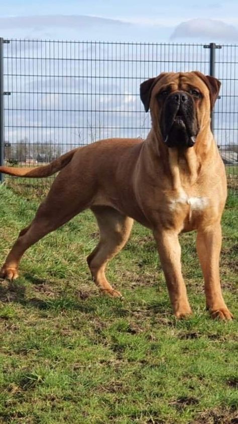 Bull Mastiff Puppy, Bullmastiff Puppies For Sale, Bullmastiff Dogs, Old English Mastiffs, Bull Mastiff Dogs, Bull Mastiff Puppies, Mastiff Dog Breeds, Puppy Facts, Cute Bulldog Puppies