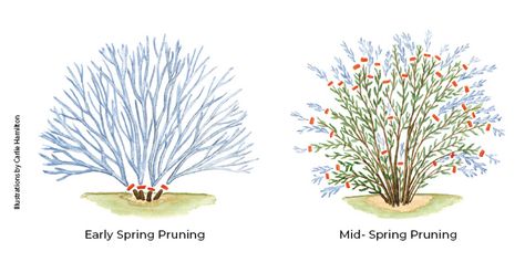 Pruning Butterfly Bush: Follow these simple steps to transform a butterfly bush into a small tree for a cascade of flowers that butterflies will love! Where To Plant Butterfly Bush, Butterfly Bush Landscaping Front Yards, Pruning Butterfly Bush, Buddleja Davidii, Butterfly Tree, Butterfly Bush, Fast Growing Plants, Plant Cuttings, Growing Tree