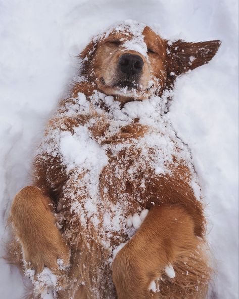 #snow #winter #dog #cute #adorable Widget Christmas, Dog Reindeer, Dog Christmas Pictures, Golden Retriever Christmas, Wallpaper Bible, Bokuto Koutarou, Dog Photoshoot, Cute Animals Puppies, Snow Dogs