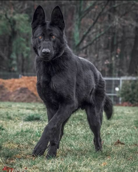 Black Belgian Malinois, Beauceron Dog, Black German Shepherd Dog, Malinois Puppies, Belgian Sheepdog, Belgian Malinois Dog, Malinois Dog, Black Dogs, Black German Shepherd