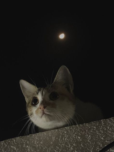 Dark Cats Aesthetic, Watching The Moon Aesthetic, Cat And Moon Aesthetic, Cat Dark Wallpaper, Cat And Moon Wallpaper, Moon Cat Aesthetic, Dark Night Moon Aesthetic, Cat Night Aesthetic, Moon Aesthetic Pics