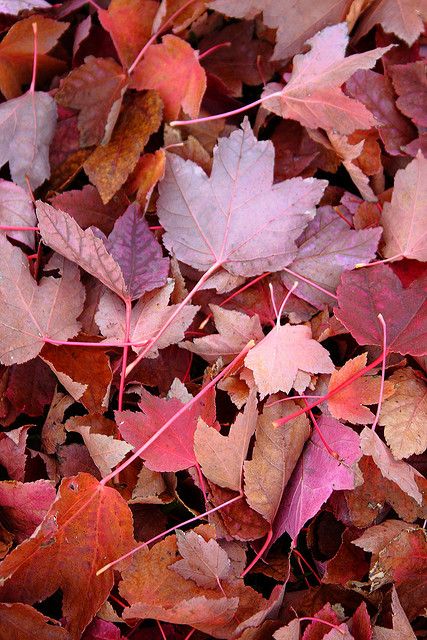 Autumn leaves, autumn colour of reds, deep pinks and oranges Leaves On The Ground, Colored Leaves, Pink Leaves, Autumn Beauty, Jolie Photo, Autumn Aesthetic, Fall Wallpaper, On The Ground, Autumn Day