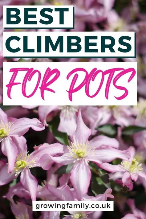 19 best climbing plants for pots and containers - Growing Family Climbing Plants In Pots, Best Climbing Plants, Evergreen Climbing Plants, Plants For Planters, Fast Growing Climbers, Plants For Pots, Easy Gardening Ideas, Evergreen Climbers, Small Trellis