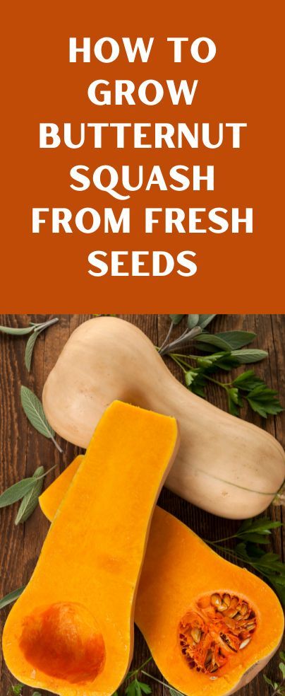 One of the most loved and popular squashes grown among farmers is the butternut squash. Are you wondering how to grow butternut squash from fresh seeds? We’ve got you covered here. Butternut squash is pretty easy to grow especially from seeds and we will be directing you on how to go about this. Grow Butternut Squash, Growing Butternut Squash, Butternut Squash Seeds, Squash Seeds, Plant Hacks, How To Go, Butternut Squash, How To Grow, Sweet Potato