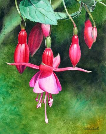 Flor Tattoo, Fuchsia Flowers, Watercolor Kit, Caran D'ache, Watercolor Pictures, Mosaic Ideas, Watercolor Flower Art, Tropical Flower, China Painting