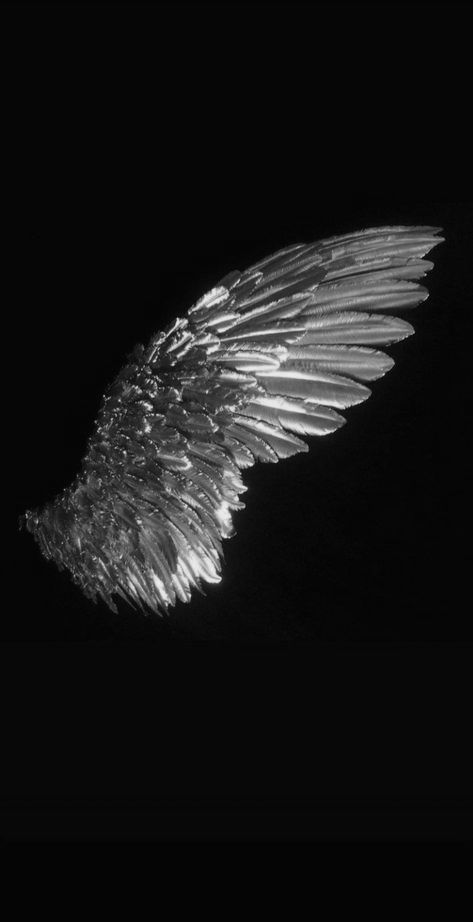 Wings Aesthetics, Wing Aesthetics, Evil Wings, Wings Black And White, Black And White Wings, Love Mood Board, Dark Angel Wings, Being Of Light, Roblox Images