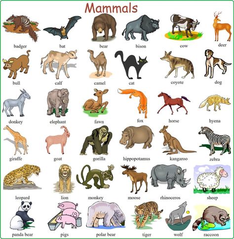 Learn English Vocabulary through Pictures: 100+ Animal Names 5 Animals Name With Picture, Animals Name List, Wild Animals List, Animal Pictures For Kids, Farm Animals Preschool, Animals Name In English, Animals Name, Animal Classification, Animal Flashcards