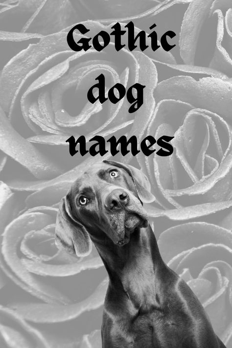 180 Goth Dog Names: Darkly Romantic Choices for Your Pup Scary Names For Dogs, Scary Dog Names Male, Unique Pets To Own, Goth Dog Names, Doberman Dog Names, Cool Pets To Own, Witchy Dog Names, Goth Dog Accessories, Goth Nicknames