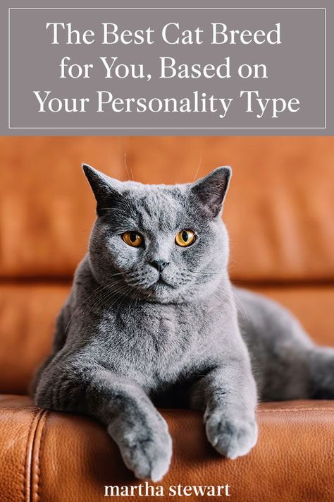 Friendliest Cat Breeds, Cat Personality Types, Cat Things Products, What Cat Are You, Scottish Straight Cat, Cats As Pets, Small Cat Breeds, Types Of Cats Breeds, Werewolf Cat