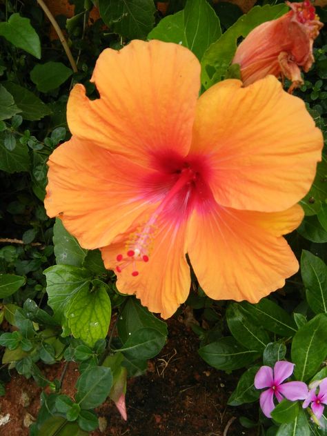 Orange hibiscus with pink center...nature's offering Orange Hibiscus Aesthetic, Mama Mia Flowers, Hibiscus Flower Orange, Pink And Orange Hibiscus, Hibiscus Flower Wallpaper Aesthetic, Orange Tropical Flowers, Orange Hibiscus Flower, Hart Wallpaper, Mythical Places