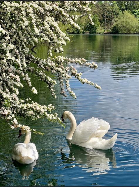 Poetry Aesthetic, Swan Song, Spring Aesthetic, Explore Nature, Pretty Photos, Swan Lake, Nature Aesthetic, Swans, Pretty Places