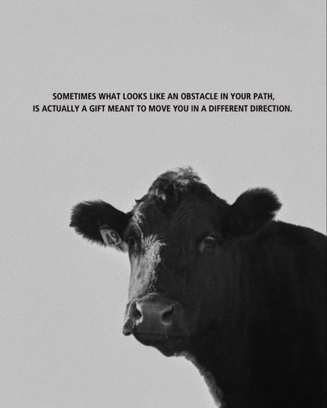 Inspiring Quote On A Photo Of My Cow! Please tag me if you share! Taken by insta @ rockin.b.imagery #cow #cowsofinstagram #western #quotes #inspiringquotes #quoteoftheday #quotestoliveby #blackandwhite #blackandwhitephotography #westernart #fineart #fineartprints #wallartdecor Cattle Quotes Inspiration, Cow Bible Verse, Southern Love Quotes, Livestock Quotes Cattle, Inspirational Country Quotes, Western Inspirational Quotes, Senior Quotes Country, Cow Captions, Western Life Quotes