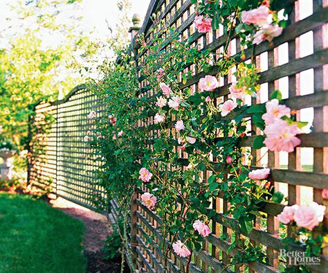 Make your backyard and deck or patio a private area to relax with our easy ideas for adding fences, trees and other landscaping element to increase your privacy. These cheap and easy projects can easily be added to your backyard in a weekend or less. Plants That Grow Up Lattice, Lattice Climbing Plants, Climbing Hydrangea Trellis Ideas, Rambling Rose Trellis, Trellis With Flowers, Rose Arbor Trellis, Honey Suckle Trellis Ideas, Trellis Flowers Ideas, Garden Arbor Ideas Climbing Flowers