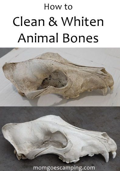 How To Clean Bones Animals, How To Clean A Cow Skull, How To Clean Animal Bones, How To Clean A Deer Skull, Painting Cow Skulls, How To Clean Bones, Deer Bone Crafts, Animal Bones Crafts, Deer Skull Decor Living Room