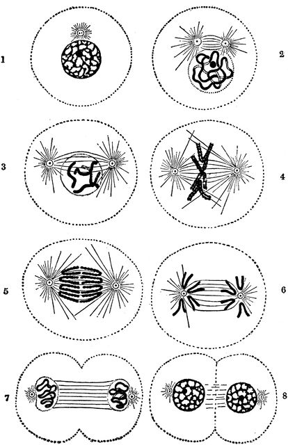 Cell Division Cell Differentiation, Biology Resources, Cell Cycle, Biology Art, Sketchbook Project, Cell Division, Animal Cell, Biology Lessons, Teaching Biology