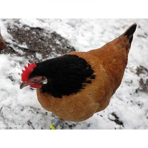 Chicken Species, Chicken Breeds, Hobby Farms, Rooster, Chicken, Animals