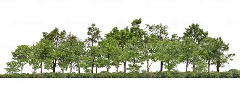 Tree Elevation Architecture Photoshop, Rows Of Trees, Tree Elevation Architecture, Vegetation Png, Tree Psd, Background Tree, Landscape Architecture Graphics, Tree Photoshop, White Bg