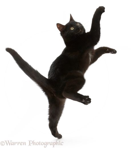 Cats Poses, Cat Jumping, Animals Reference, Jumping Cat, Cat Poses, Prehistoric Wildlife, Cat Anatomy, Cat References, Cat Reference