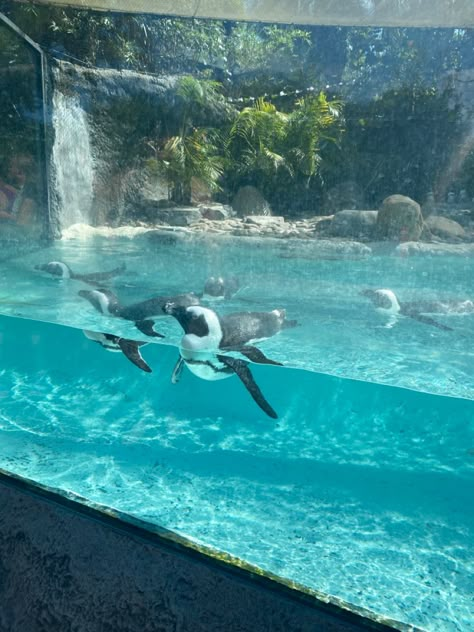 penguin, ocean, aquarium, florida, summer, busch gardens, vacation, tampa Penguins Aquarium, Penguin Aquarium, Tampa Aquarium, Dream Job Vision Board, Zoo Aesthetic, Jess Core, Aquarium Pics, Luxury Airport, Oceanography Marine Biology