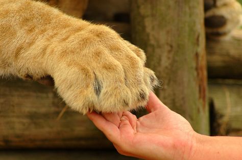 Interaction - hand and lion paw. A white hand of a Caucasian woman and a big bea , #Aff, #white, #Caucasian, #woman, #paw, #Interaction #ad Lion Reference, Paw Drawing, Wildlife Day, Lion Paw, Lion Painting, African Lion, Paws And Claws, Foo Dog, Shake Hands